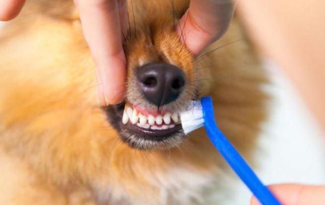 🦷 Limpieza de dientes