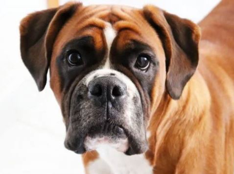 🧼 🪮 Baño y cepillado | perro gigante (más de 40 kg)