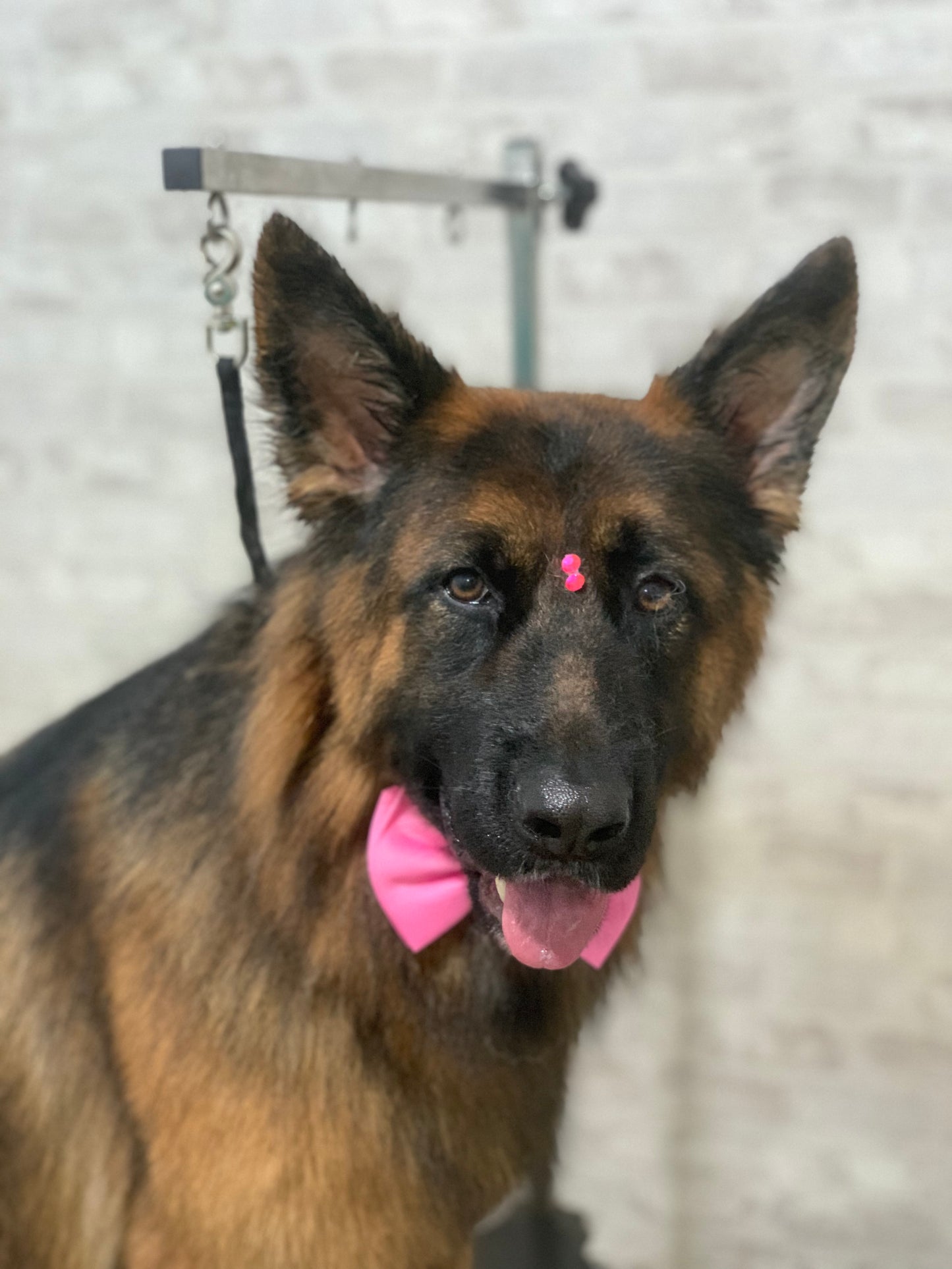 🧼 🪮 Baño y cepillado | perro súper grande (30-40 kg)