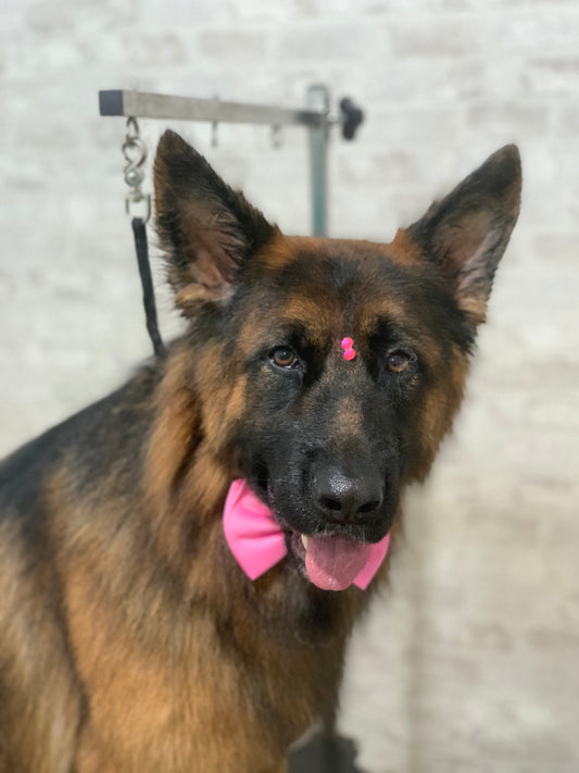 🧼 🪮 Baño y cepillado | perro súper grande (30-40 kg)