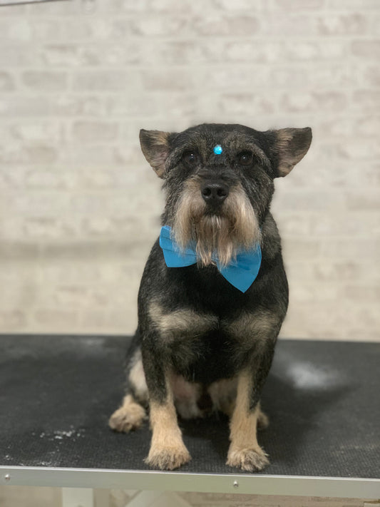 🧼 🪮 Baño y cepillado | perro mediano (10-20 kg)